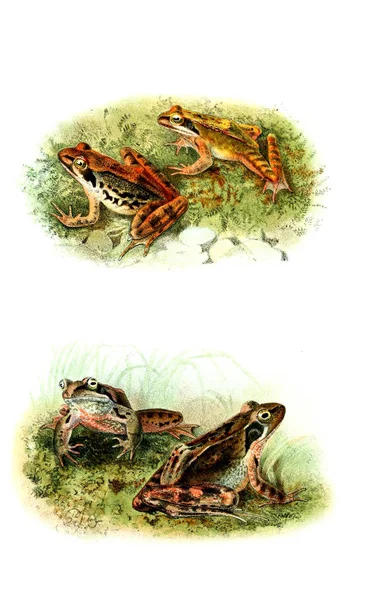 Kurbağa Illustration Eski Resim — Stok fotoğraf