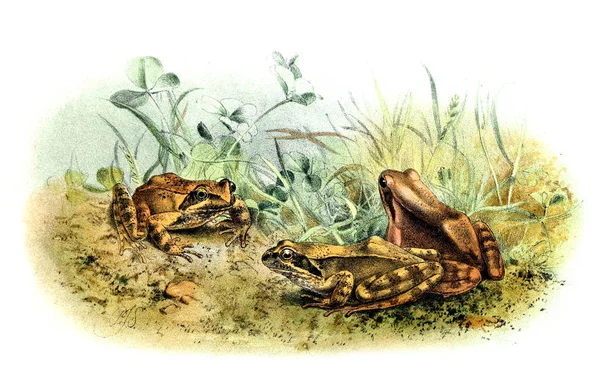 Illustration Grenouille Ancienne Image — Photo