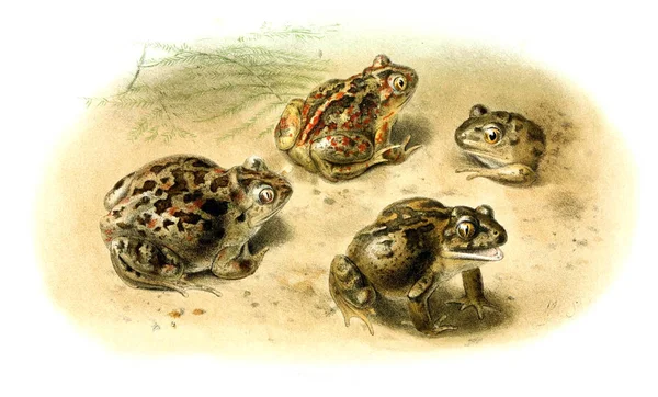 Kurbağa Illustration Eski Resim — Stok fotoğraf