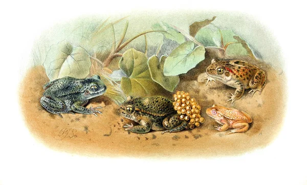 Illustration Grenouille Ancienne Image — Photo