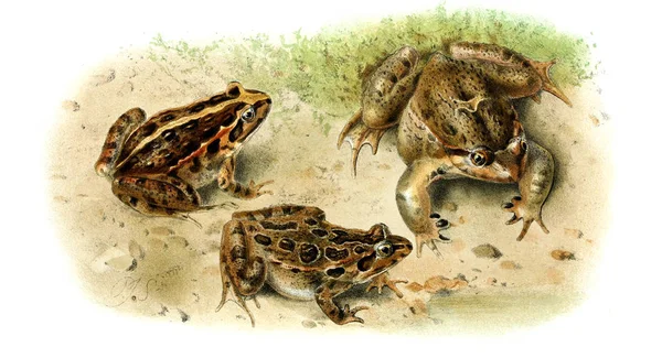 Illustration Frog Old Image — Stock Photo, Image