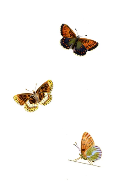 Ilustración Una Mariposa Imagen Antigua —  Fotos de Stock