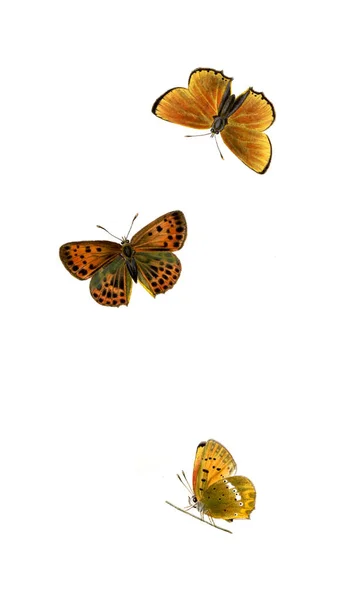 Obrázek Motýla Starý Obrázek — Stock fotografie