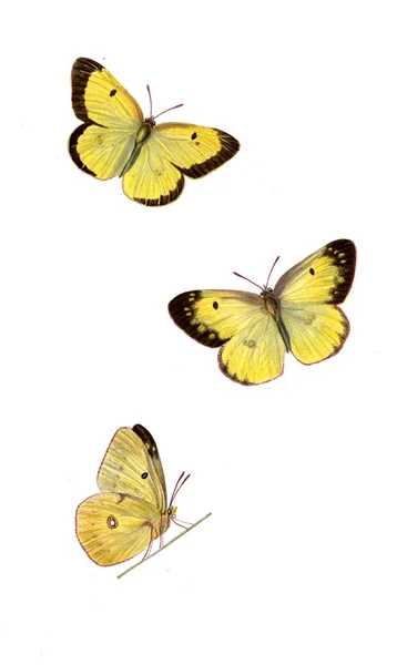 Ilustración Una Mariposa Imagen Antigua —  Fotos de Stock