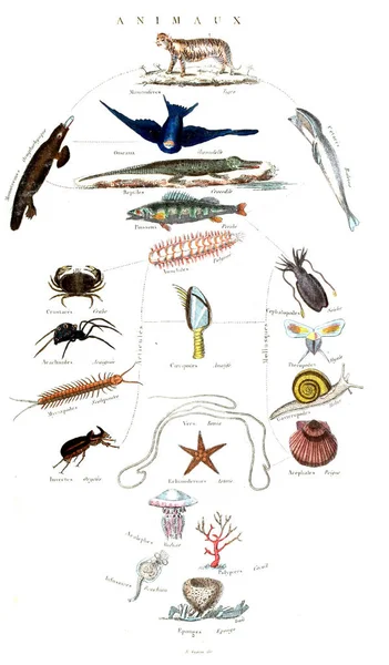 Oude Illustraties Uit Encyclopedia — Stockfoto