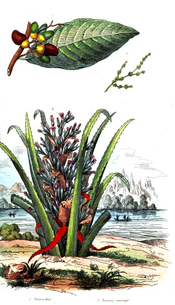 Illustrations Anciennes Encyclopédie — Photo