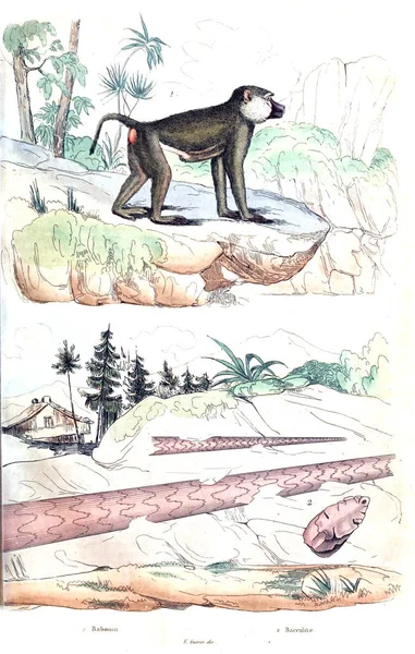Starověké Ilustrace Encyklopedie — Stock fotografie