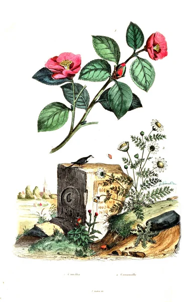 Illustrations Anciennes Encyclopédie — Photo