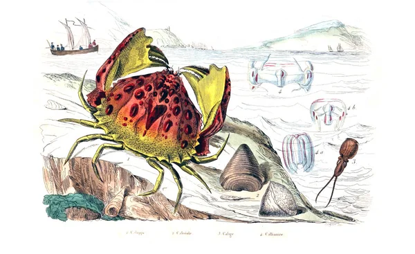 Illustrations Anciennes Encyclopédie — Photo