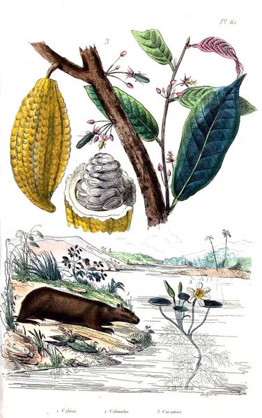 Illustrations Anciennes Encyclopédie — Photo