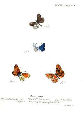 İllüstrasyon kelebek. Eski resim