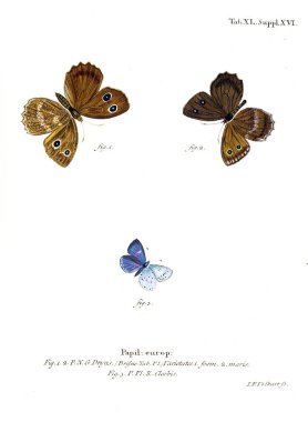 İllüstrasyon kelebek. Eski resim