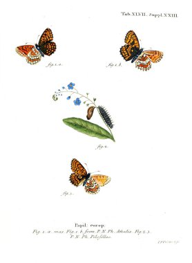 İllüstrasyon kelebek. Eski resim