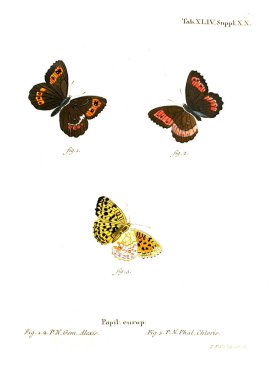 İllüstrasyon kelebek. Eski resim