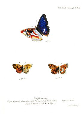 İllüstrasyon kelebek. Eski resim