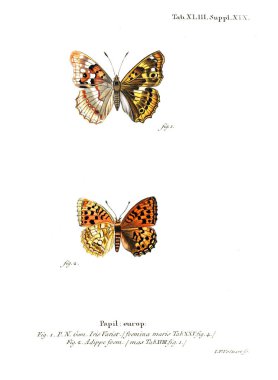 İllüstrasyon kelebek. Eski resim