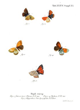 İllüstrasyon kelebek. Eski resim