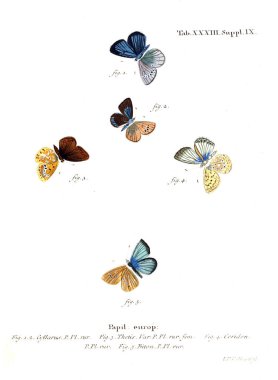 İllüstrasyon kelebek. Eski resim