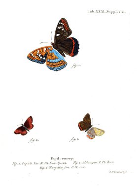 İllüstrasyon kelebek. Eski resim