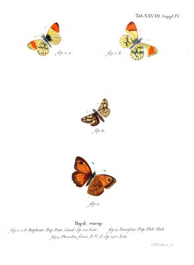 İllüstrasyon kelebek. Eski resim