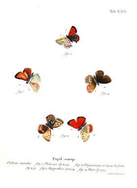 İllüstrasyon kelebek. Eski resim