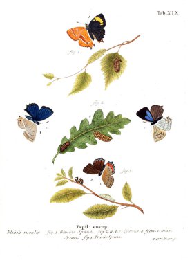 İllüstrasyon kelebek. Eski resim