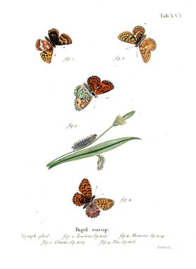 İllüstrasyon kelebek. Eski resim