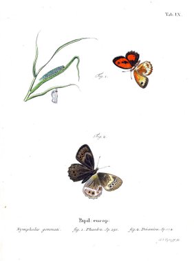 İllüstrasyon kelebek. Eski resim