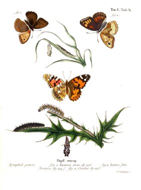 İllüstrasyon kelebek. Eski resim