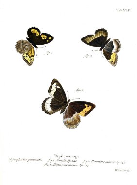 İllüstrasyon kelebek. Eski resim