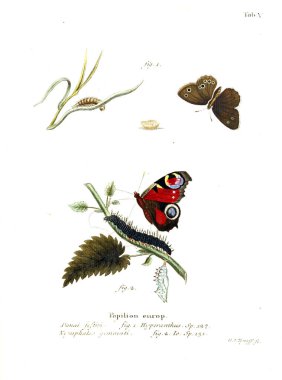 İllüstrasyon kelebek. Eski resim