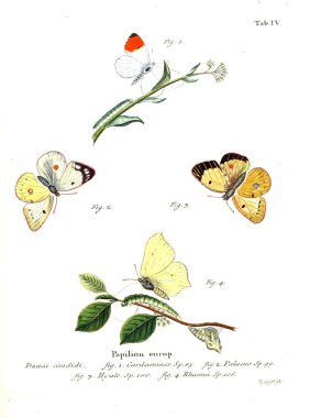 İllüstrasyon kelebek. Eski resim