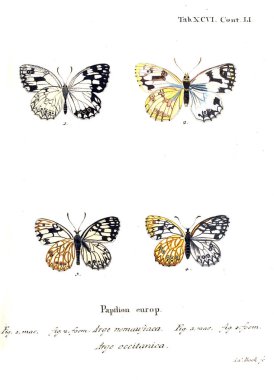 İllüstrasyon kelebek. Eski resim