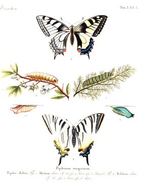 İllüstrasyon kelebek. Eski resim