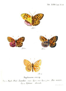 İllüstrasyon kelebek. Eski resim