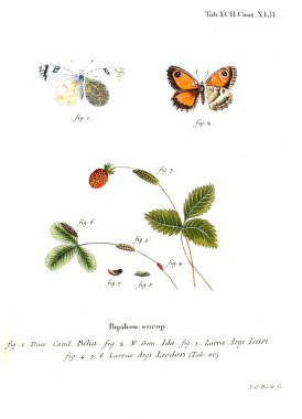 İllüstrasyon kelebek. Eski resim