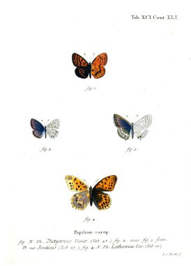 İllüstrasyon kelebek. Eski resim