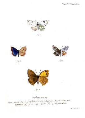 İllüstrasyon kelebek. Eski resim