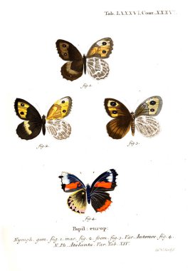 İllüstrasyon kelebek. Eski resim