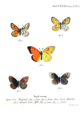 İllüstrasyon kelebek. Eski resim