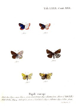 İllüstrasyon kelebek. Eski resim