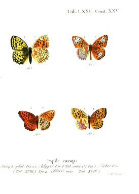 İllüstrasyon kelebek. Eski resim