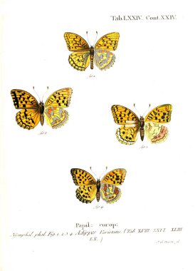 İllüstrasyon kelebek. Eski resim