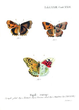 İllüstrasyon kelebek. Eski resim