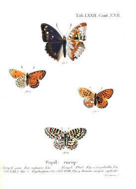 İllüstrasyon kelebek. Eski resim