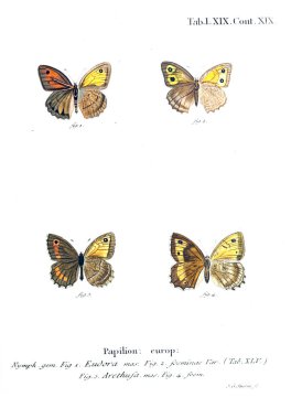 İllüstrasyon kelebek. Eski resim