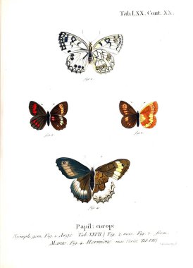 İllüstrasyon kelebek. Eski resim