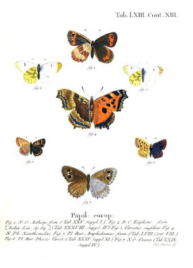 İllüstrasyon kelebek. Eski resim