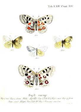 İllüstrasyon kelebek. Eski resim