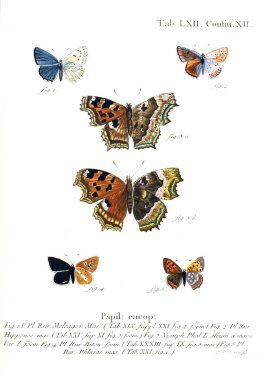 İllüstrasyon kelebek. Eski resim